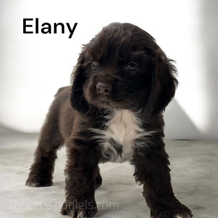 puppy, for, sale, Cocker Spaniel, Joe & Cherri  Overlease, dog, breeder, Miller, MO, dog-breeder, puppy-for-sale, forsale, nearby, find, puppyfind, locator, puppylocator, aca